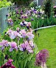 15 Iris Fresh Bearded Iris Rhizomes Mixed Varieties
