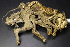 Real Rare Mummified Animal Unique Oddities Taxidermy Scary Strange Halloween