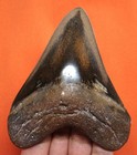 Megalodon Shark Tooth - 4 25  - Shark Teeth - Real Fossil - No Restorations