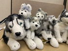 Lot Of 10 Husky Wolf Dog Plush