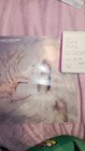 Melanie Martinez Signed Limited Edition Alternative Press K-12 Era Poster