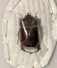 Cryptoryctes Psilus  20mm Male  V  Scarce Dynastinae From Australia