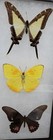 Real Framed Butterfly Collection  10