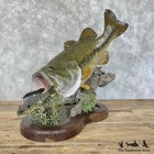  31100 Wc   30  Largemouth Bass Taxidermy Fish Mount For Sale
