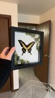 Real Butterfly Framed For Shelf Wall Decor Taxidermy Insect Collections Gift