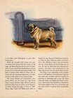 1942 Antique Pug Print Edwin Megargee Pug Dog Art Illustration 5843j