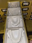 Lot Of 104 Dental Oddity Plaster Real Tooth Teeth Molds Dentist Cast Impressions