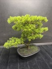  new In Box   Artificial Bonsai Tree - 14 5   potted Faux Plant By Pure Garden