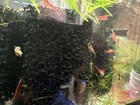 14 1 Doa Live Red Cherry Shrimp - Neocaridina Freshwater Aquarium Tank Cleaners