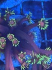 Wysiwyg Live Coral Frag   hollywood Nights  Goniopora Frag  3