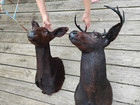 Vintage Black Whitetail Deer Pair Mounted Buck   Doe Goth Antler Horns Rare Find