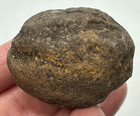 Rare Florida Fossil Concretion Mystery Nautiloid Ammonite Shell   Cut It To See