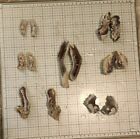 Florida Agatized Coral Fossils  7 Pair  Unpolished Agate Geodes  61 Fluorescent 