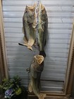 3 Largemouth Bass Freshwater Taxidermy Stringer Fish  Decor 