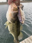Tyg Shad Glide Bait Swimbait Custom 5 5 Inch Sushi Shad New