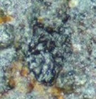 Nwa 11639 Ureilite Meteorite   21 07 Grams   Graphite   Diamond Aggregates 