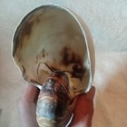 Real Tiger Chambered Nautilus Shell Natural Brown Rare Real Seashell 6  Inch
