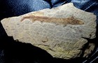 Holosteus Mariae - Big  Very Rare Predatory Fossil Fish