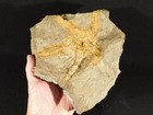 Huge  440 Million Year Old  Starfish Fossil Ordovician Morocco 2323gr