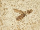 Winged Insect Fossil 100  Natural From Fossil Lake Wyoming 202gr