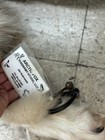 6 Ft Long Alaskan Wolf Pelt Hide Full Length