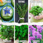 Herb Seeds Variety Pack Culinary Herb Collection  12 Individual Packets For Plan