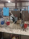 American Traditional Serama Hatching Eggs Show Quality Stock  5   2     npip