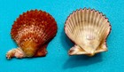Lindapecten Muscosus     Matched Pair     Dry Tortugas     29 3mm