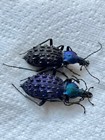 Insect - Carabus Coptolabrus Pustulifer Sp Set B