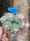 Raresucculent Multiple-head Lf Cactus Garden Beautiful Plant Seedgrowth Wysiwyg