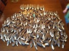 Morel Mushroom Spores In Sawdust Bag Jumbo Grow Kit Makes 25 Gal Free Shipping