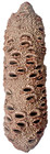 Australian Banksia Pods For Turning - 10 -12   e-921 