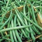 Bean Provider Bush Bean Seeds   cool Beans N Sprouts  Brand   A Garden Favorite 
