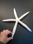 12 Beautiful White Finger Starfish 8-10  Beach Wedding Coastal Decor Crafts Art