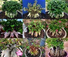 Adenium Arabicum    Mixed 9 Types   105 Seeds Rare  