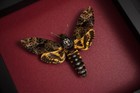 Gothic Art Taxidermy Death Head Moth Framed Real Insect Bug Studio Decor 