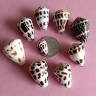 Cone Shellshell Cone Shell Snail Specimen Collection
