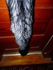 Huge Beautiful Tanned Silver Fox Fur Pelt Skin Taxidermy S8 Man Cave Log Cabin