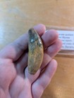 Rare Fossil Cave Hyena Canine Tooth Germany