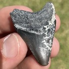 Megalodon Shark Tooth Rare Lightning Strike Patterns Real Florida Fossil 1 6   