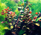 Buy 2 Get 1 Free   ludwigia Palustris Red  - Vibrant Aquarium Live Plant 