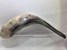 Rams Horn 11 5  Polished Black  Ivory   Natural Colors