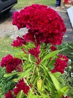 Fresh Seeds Organic Giant Celosia Cristata Fuchsia Amish Cockscomb Edible Flower