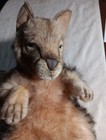 Vintage Hansa Portraits Of Nature Plush  4686 Kangaroo 40cmh
