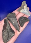 Fossil Megalodon Family Shark Tooth Lot Group Of Real Shark Teeth Fossils