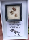 Genuine Rare Tyrannosaurus Rex Tooth   t-rex   Dinosaur Fossil Hell Creek Usa 