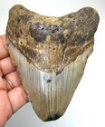 Megalodon Shark Tooth Real Genuine Fossil 3 86    Shark Teeth No Restorations
