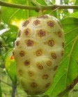 Premium Members  Fruity Noni Juice   Organic Whole Noni Set  2 Bottles 