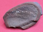 Mazon Creek Euphoberia Millipede- Pit 11- Carbondale Formation- Braidwood  Il 