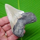 3 73     Megalodon Shark Tooth Real Fossil Sharks Teeth No Restoration